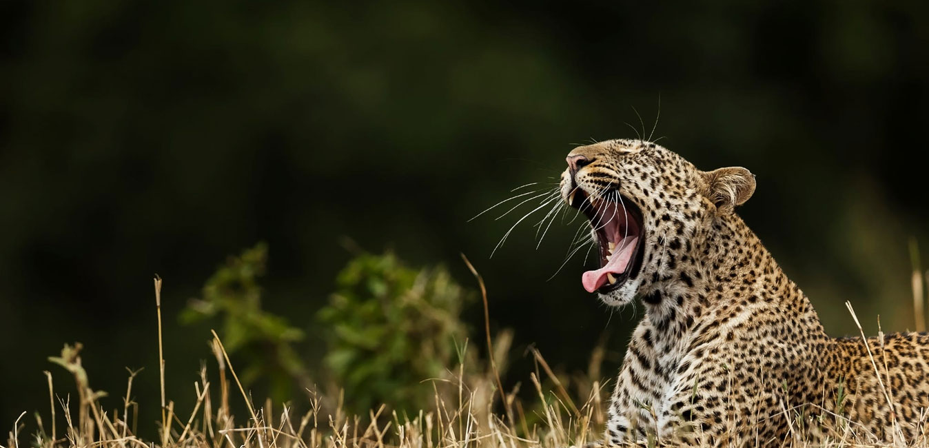 Safaris
